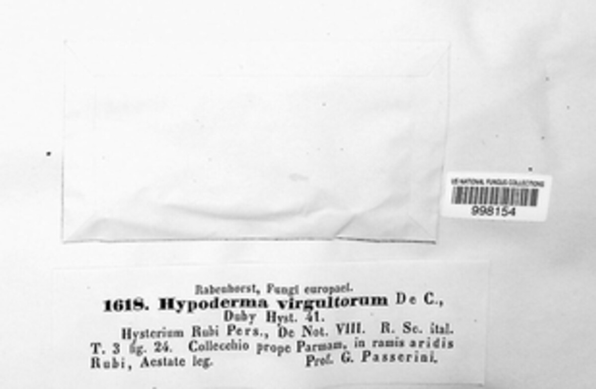 Hypoderma virgultorum image